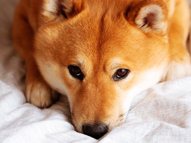 Shiba Inu Plans Shibarium S Public Restart Days After Botched Launch