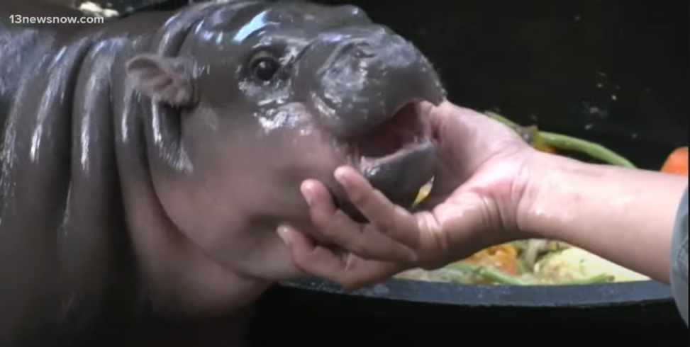 Ethereum Co Founder Vitalik Buterin 'adopts' Viral Hippo Moo Deng