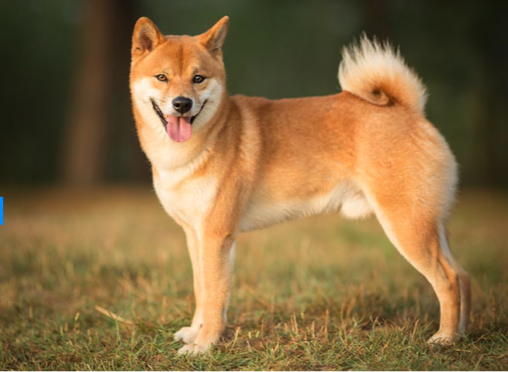 Dogecoin mining turns out three times more profitable for this bitcoin miner