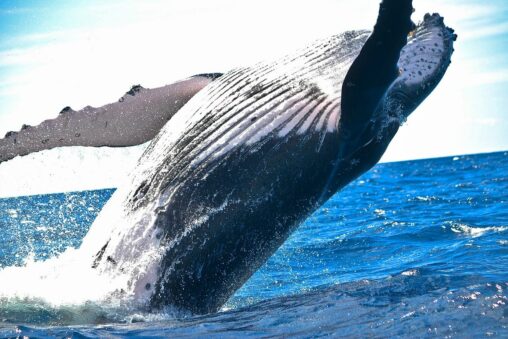 Xrp records highest ever ‘whale’ activity as 7 day price gains near 100%