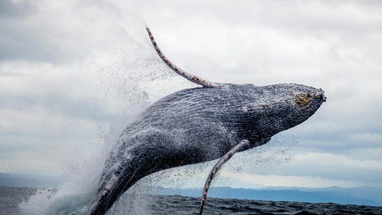 ​​whale awakens: $257m in dormant bitcoin moves after 11 year hiatus