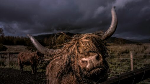 Bitcoin Bull Tom Lee Sees Btc Reaching As High As $250k By Year End