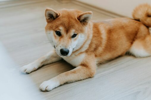 Doge Drops Below Uptrend Line, Signaling Possible End To Five Month Rally