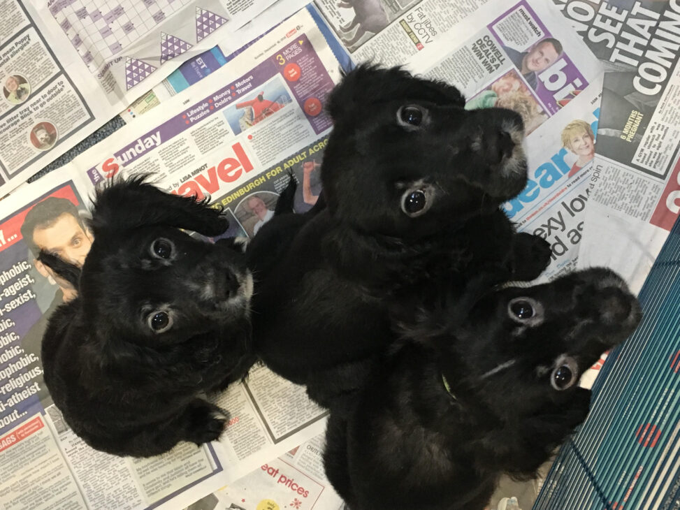 Charity Fund For Pets Exploited For Profit Opens For Applications
