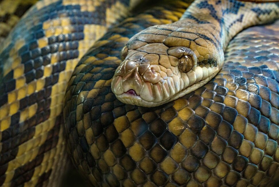 Bitcoin, Coindesk 20 Roared In The Year Of The Dragon. What Is In Store In The Year Of The Snake?