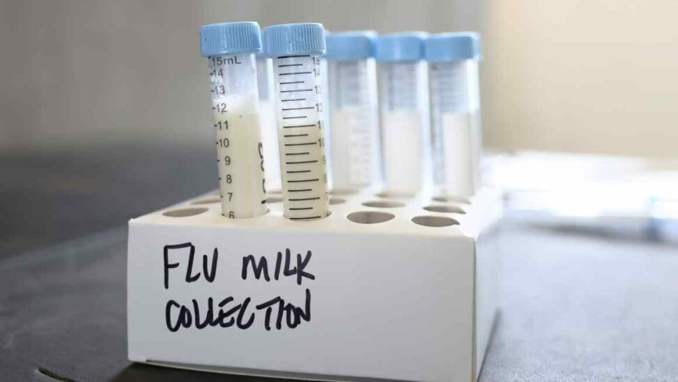 ‘grossly Irresponsible’: Health Experts Urge Us To Control Bird Flu
