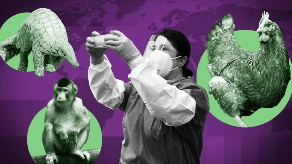 The Rising Threat Of Deadly Diseases Jumping From Animals To Humans