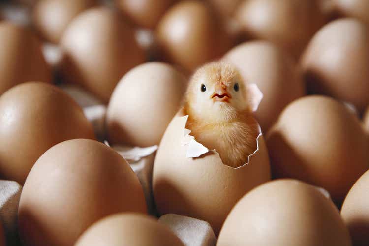 Cal Maine Profits Surge On Higher Egg Prices, Holiday Demand