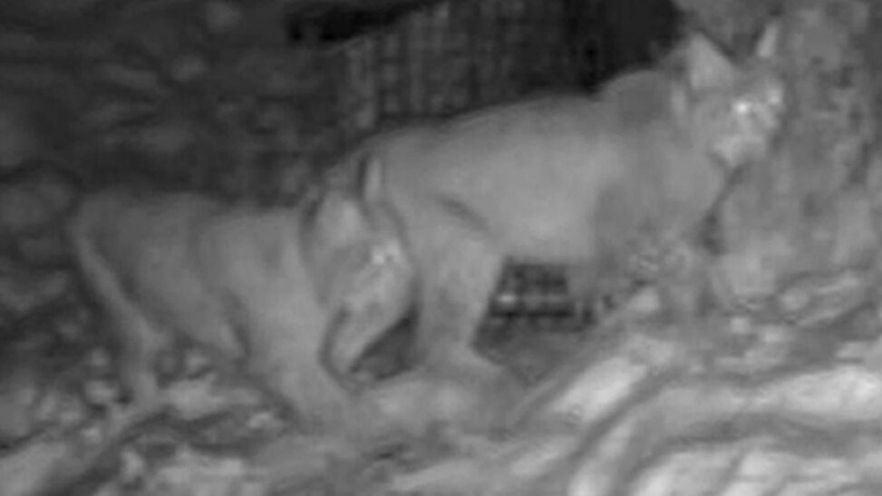 Second Pair Of 'deliberately Abandoned' Lynx Cats Captured In Highlands