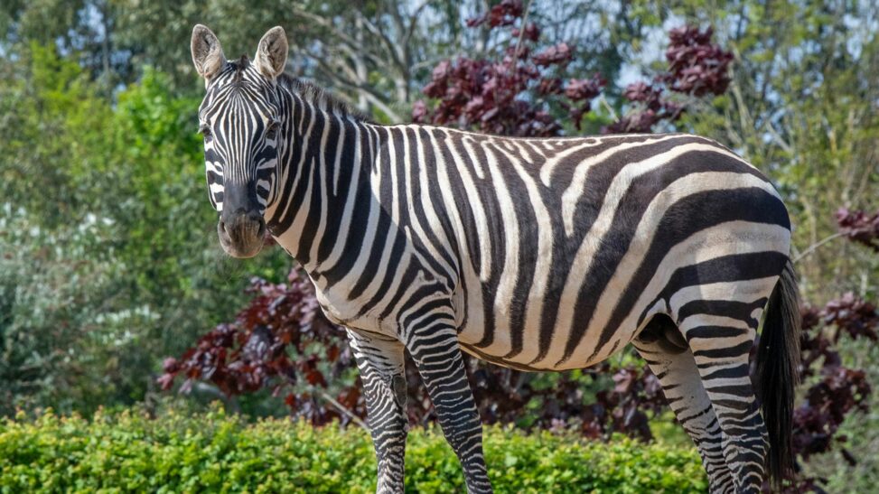 Zebra Died In Essex Zoo After Rhino 'unintentionally Punctured His Stomach'