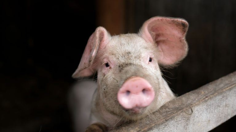 Fbi Arrests Three In Pig Butchering Crypto Scam Tied To $13m Fraud Scheme