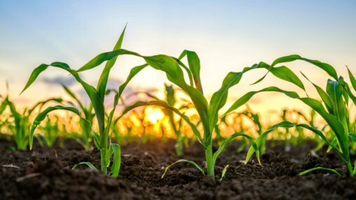 Tether Made 'unsolicited' Bid For Majority Stake In $1b Latam Agribusiness Adecoagro