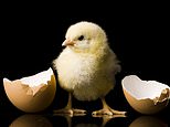 Midas Share Tips Update: Our Recommended Anpario Has Risen Since Covid