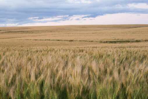 Bitdeer Buys 101 Mw Gas Power Plant In Alberta, Canada For Btc Mining