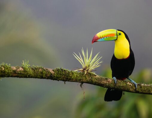 Costa Rica Makes First Foray Into Crypto With New Bitcoin Etf
