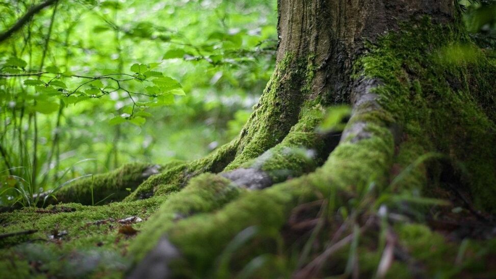 Blockchain Bridging Protocol Layerzero To Connect With Bitcoin Sidechain Rootstock