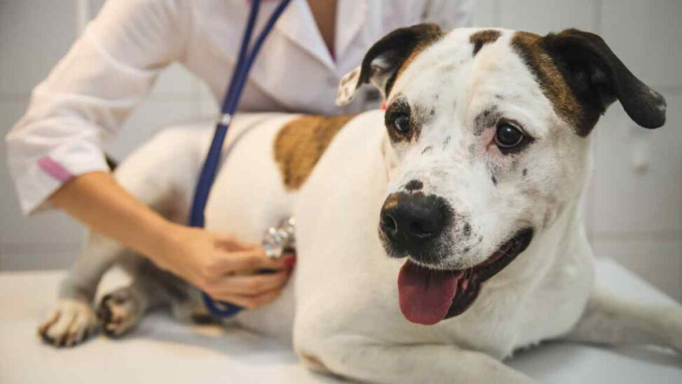 Eqt Backed Vet Group Ivc Evidensia Considers London Listing