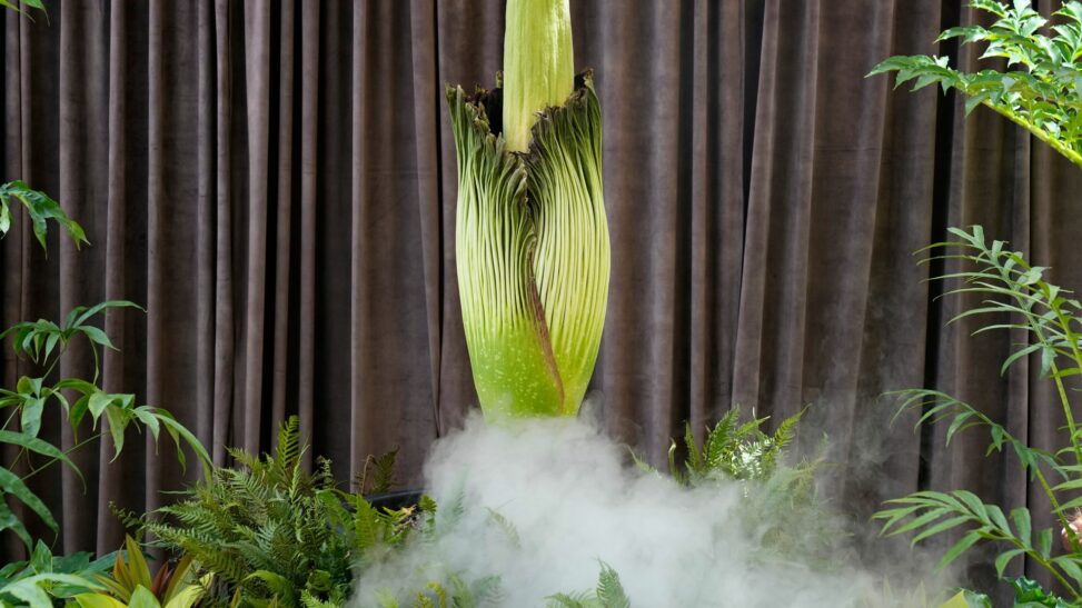 Rare Flower With 'rotting Flesh Smell' Blooms In Australia