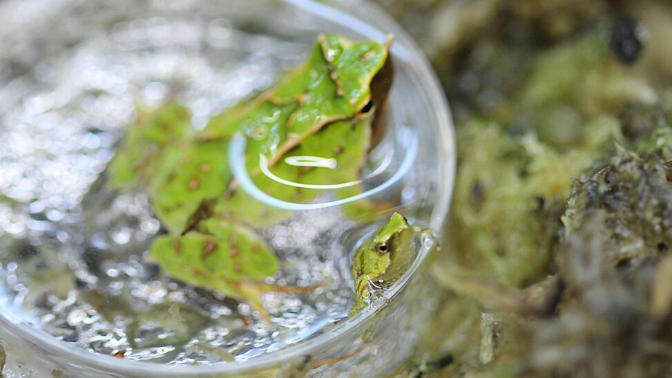 Endangered Froglets Born After Dramatic 7,000 Mile Rescue Mission