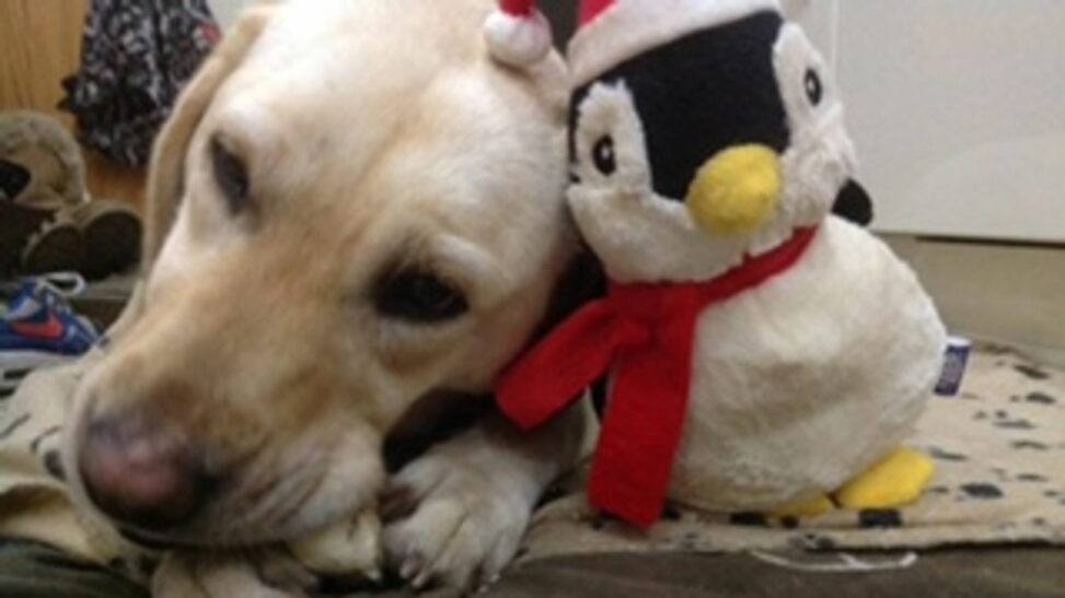 Couple Reunited With Dog Seven Years After It Was Stolen