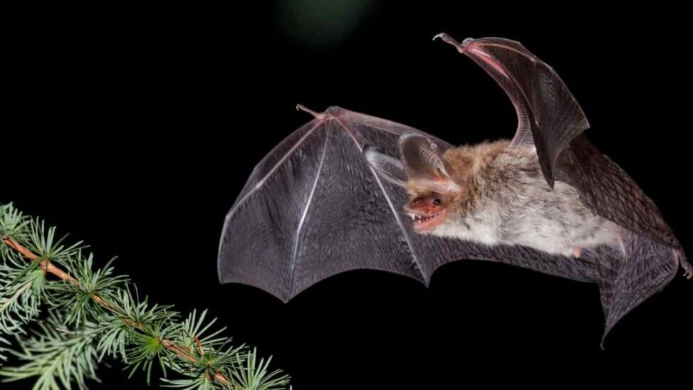 Cost Of Hs2 ‘bat Tunnel’ 20% Higher Than Previously Thought