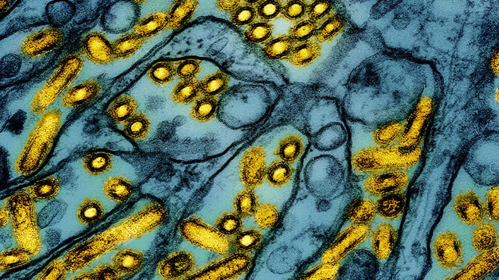 Bird flu tops list of viruses likely to cause another pandemic so authorities on high alert