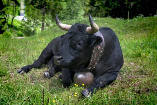Crypto daybook americas: bitcoin traders look to cpi as bonk cheers memecoin issuance