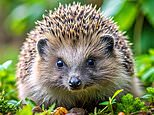 Hedgehog numbers are falling: how to make a home for them in your garden