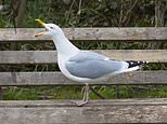 Seagulls are dive bombing us in the garden, how do we get rid of them?