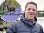 Motorists beware: hitting a deer can cost you dear and late spring is peak season for accidents