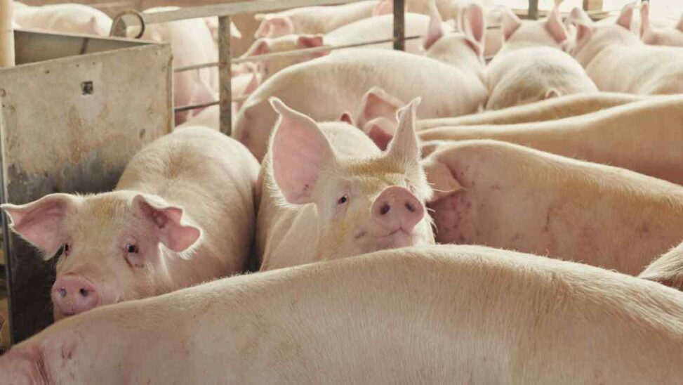 Us targets britain’s pork, poultry and seafood market