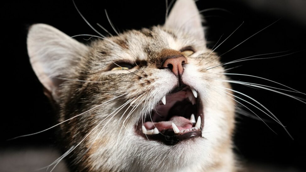 Could ai translate animal sounds into words? tech experts hope so