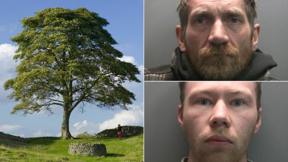 Two men found guilty of cutting down famous sycamore gap tree