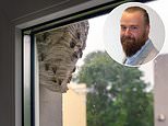 Wasps making our lives a misery: how can we get our neighbour to tackle a nest while we try to sell our home?