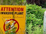 Do you live in a japanese knotweed hotspot? here's how to spot and get rid of it