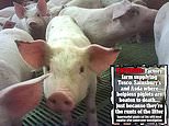 Pork producer cranswick sacks four workers in animal cruelty probe at one of its pig farms