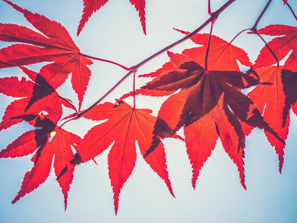 Maple finance's syrup bucks bearish crypto slump with 23% upside move
