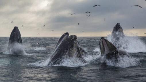 Satoshi era whale sells 9k btc for over $1b as bitcoin dips below $117k