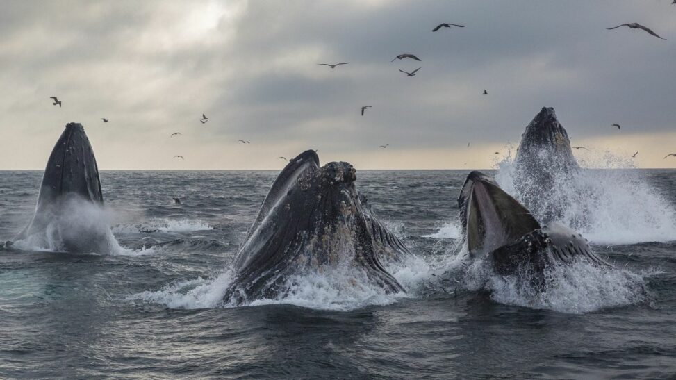 Satoshi era whale sells 9k btc for over $1b as bitcoin dips below $117k