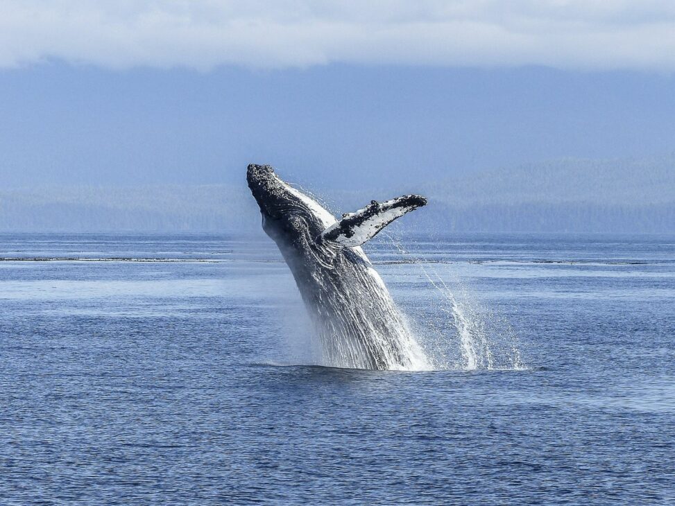 Bitcoin euphoria cools as whales wake up: crypto daybook americas