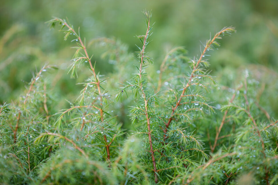 Unique highland juniper forest given special european status in uk first