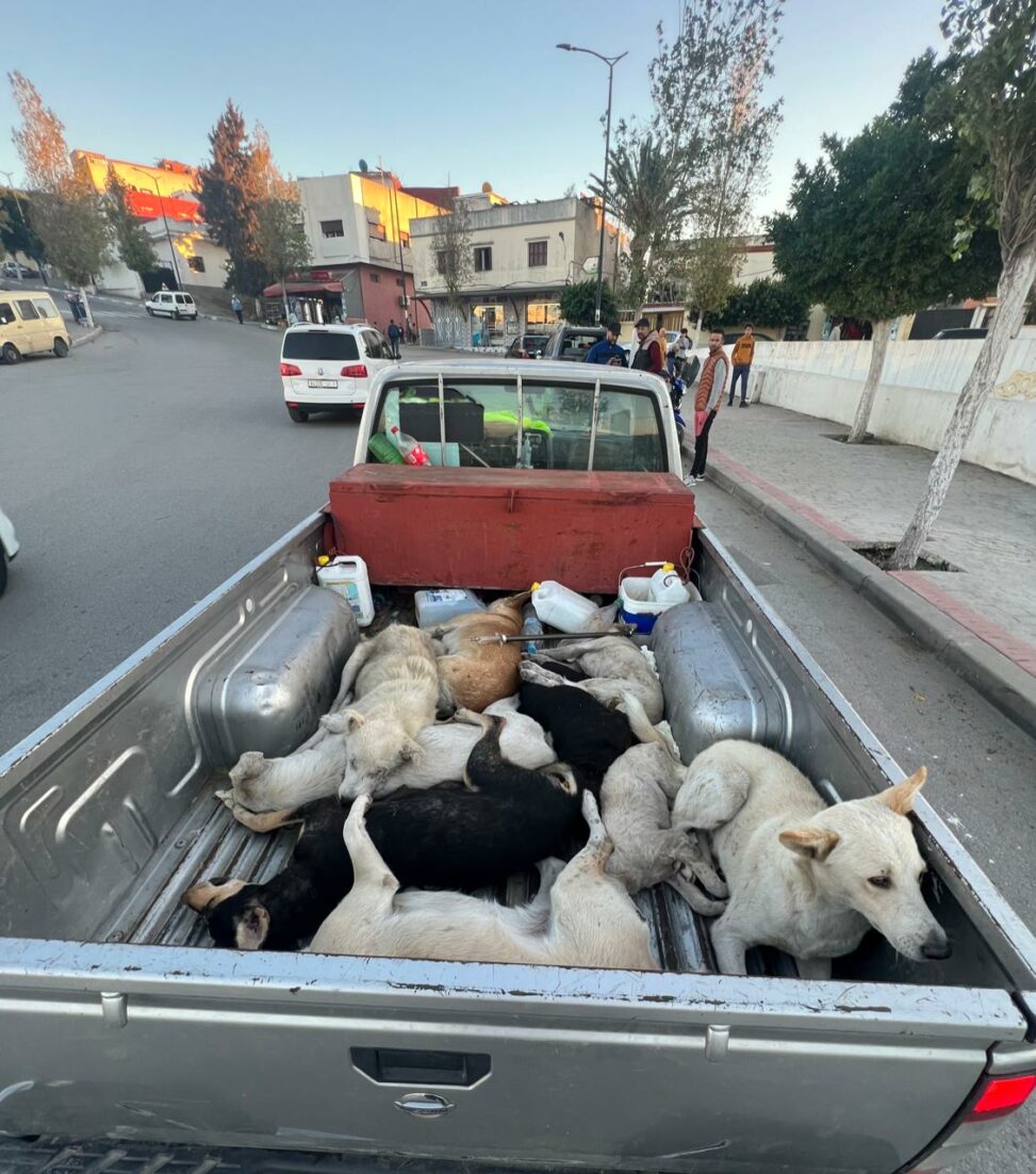 Morocco’s proposed animal welfare law must end world cup mass dog killings, say global campaigners