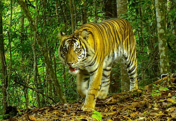 Rare footage of critically endangered sumatran tiger is a powerful reminder of what’s at stake this international tiger day