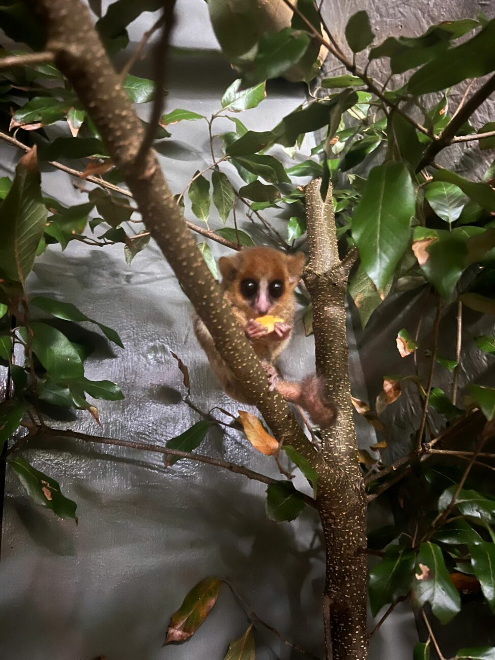 Shaldon wildlife trust becomes first uk zoo to care for rare mouse lemur