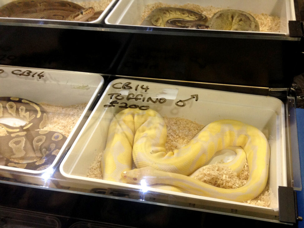 Desperate reptile market organiser washes up at norbreck castle hotel, blackpool