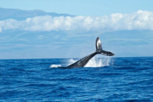 "a whale of a problem: why self custody might sink bitcoin giants"