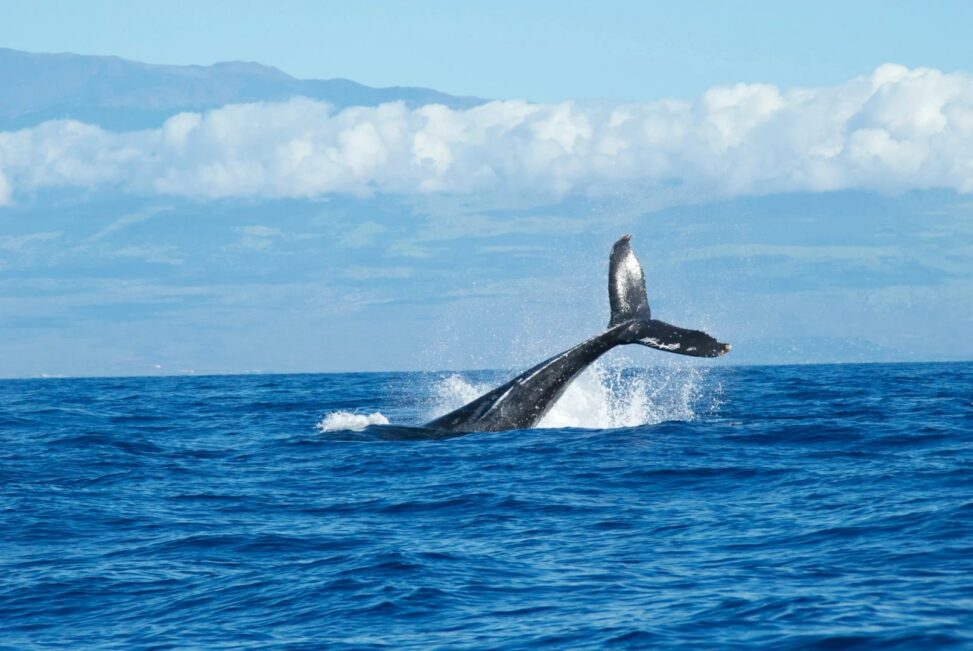 "a whale of a problem: why self custody might sink bitcoin giants"