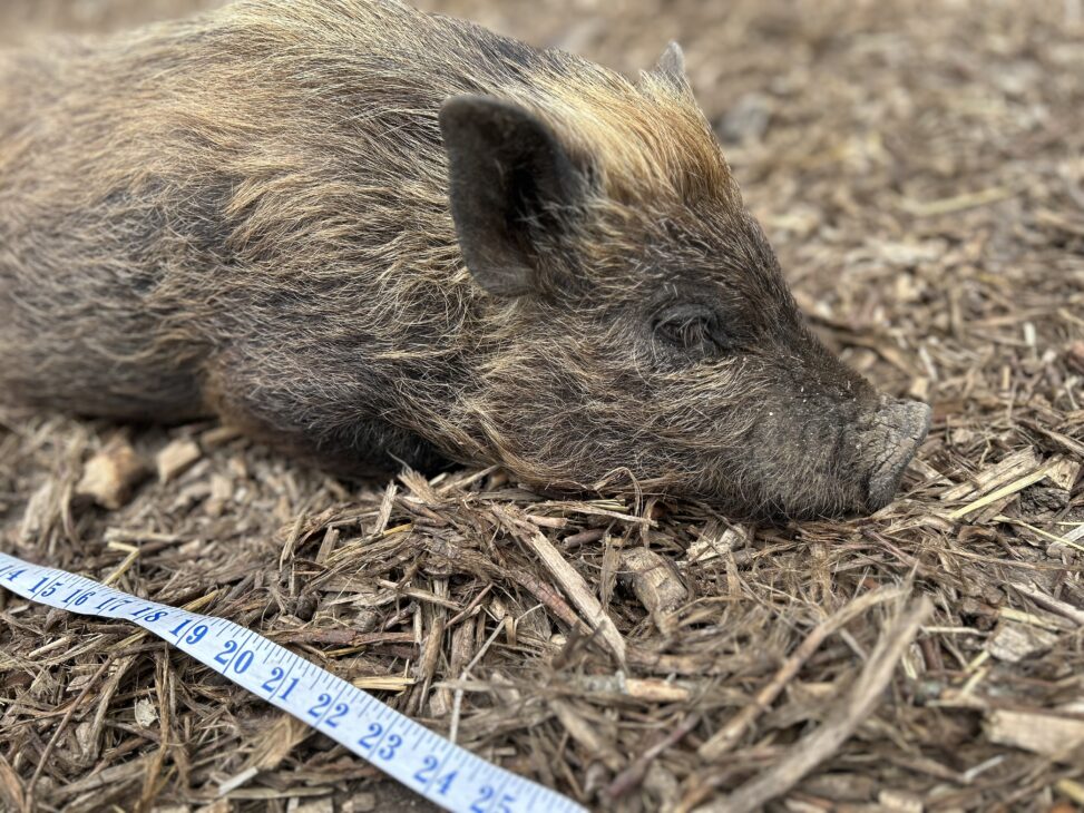 World’s tiniest dad? record breaking pig pluto welcomes adorable litter at kew little pigs