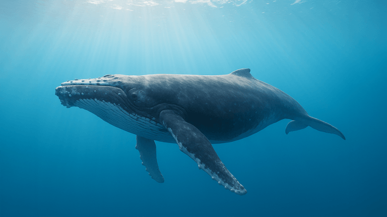 Fourth of july whale consolidates 40,000 btc into one address — what’s next for billions in bitcoin?