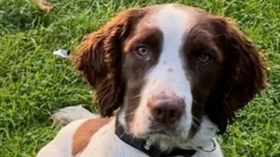 Police dog that took part in queen elizabeth ii's funeral dies after car crash